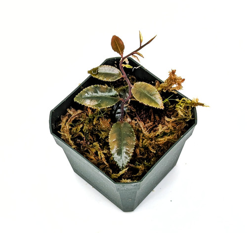 Marcgravia sp. 'Dark Serrated'