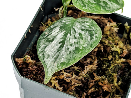 Philodendron sp. 'Mottled Fitzcaraldo'