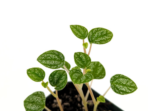 Peperomia antoniana 'Green' Peperomia antoniana 'Green'