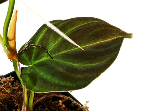 Philodendron verrucosum 'Black' Philodendron verrucosum 'Black'