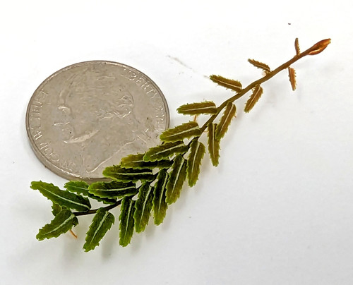 Marcgravia sp. White Line Marcgravia sp. White Line