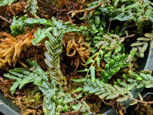 Marcgravia sp. White Line Marcgravia sp. White Line