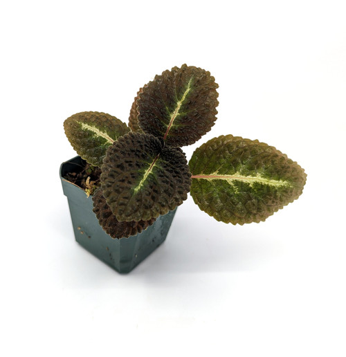 Episcia hibrida 'Taisha' (Nautilocalyx sp.)