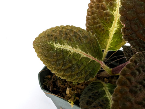 Episcia hibrida 'Taisha' (Nautilocalyx sp.)