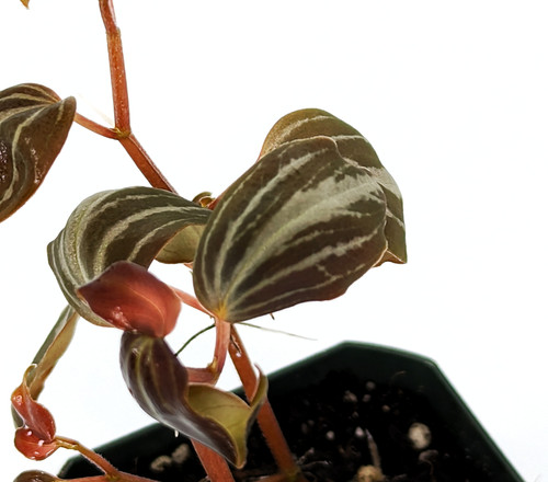 Peperomia bicolor 'Stripes'