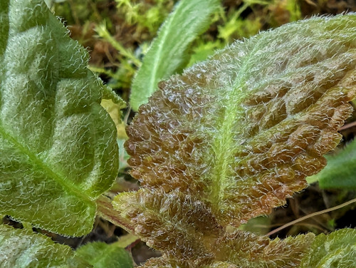 Nautilocalyx corrugado