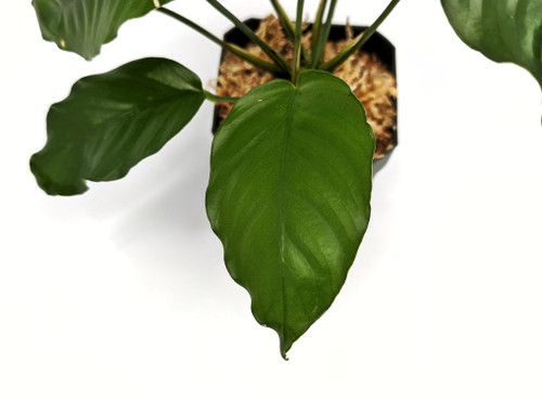 Anubias barteri Anubias barteri