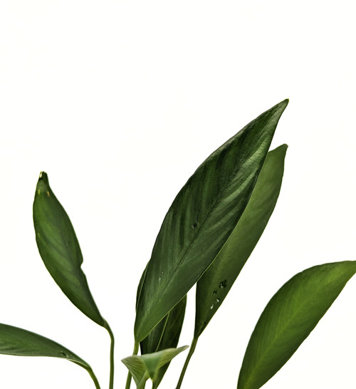 Anubias barteri var. 'Glabra' Anubias barteri var. 'Glabra'