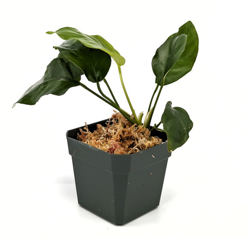 Anubias barteri var. nana 'Tall' Anubias barteri var. nana 'Tall'