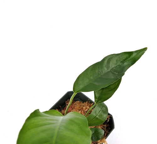 Anubias sp. 'Short and Sharp' Anubias sp. 'Short and Sharp'