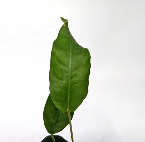 Anubias sp. 'Short and Sharp' Anubias sp. 'Short and Sharp'