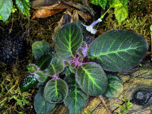 Sonerila sp. Dark Glow (Codonoboea cf. pumila)