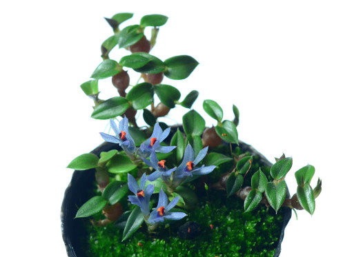 Dendrobium parvulum 'Violet Blue'