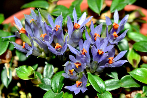 Dendrobium