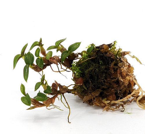 Dendrobium