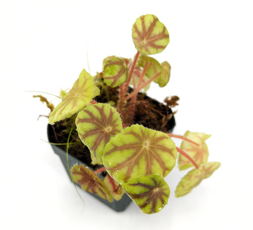 Begonia 'Manaus' - GLASS BOX TROPICALS
