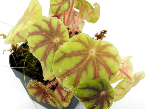 Begonia quadrialata Begonia quadrialata