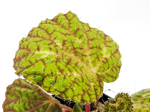 Begonia sizemoreae Begonia sizemoreae