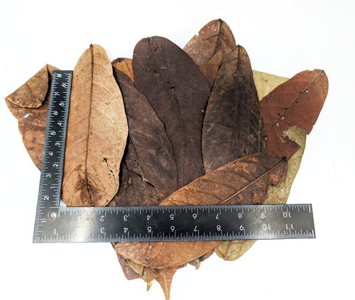 Cacao Pod Half