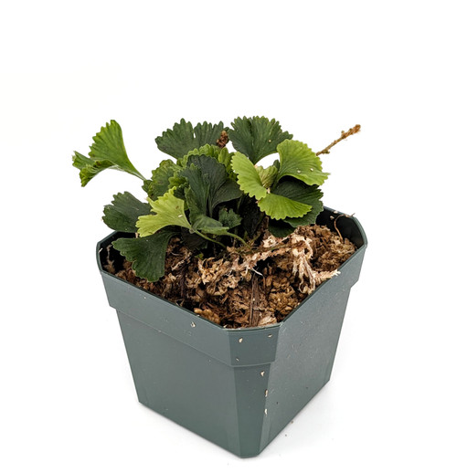 Elaphoglossum sp. #1