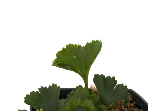 Elaphoglossum sp. #2 Elaphoglossum sp. #2