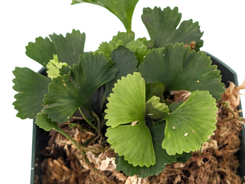 その他観葉植物 Elaphoglossum licum Ecuador Elaphoglossum sp. Ecuador