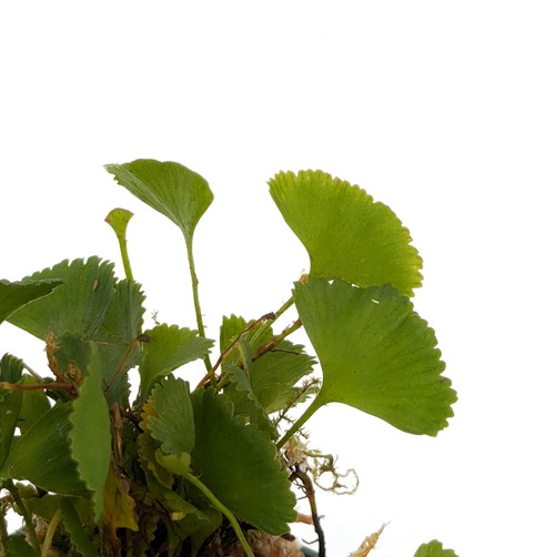 Elaphoglossum sp. #1 Elaphoglossum sp. #1