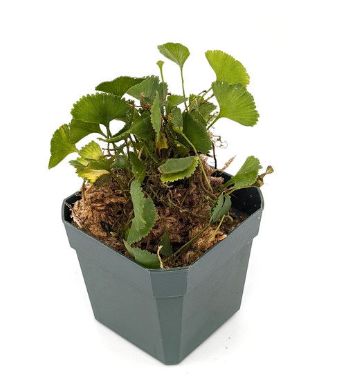 その他観葉植物 Elaphoglossum licum Ecuador Elaphoglossum sp. Ecuador