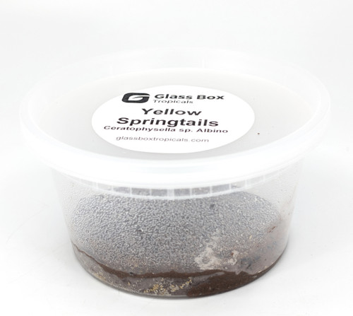 Yellow Springtails  Ceratophysella Sp. "Albino"