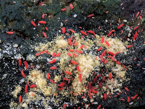 Red Thai Springtails Red Thai Springtails