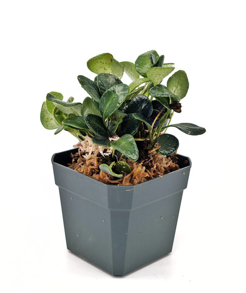 ☆エラフォ☆Elaphoglossum sp.Gunung Brinchang TK160116