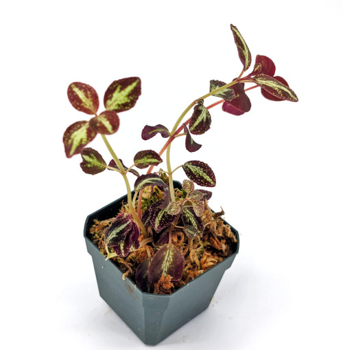 Plants By Genus - Q-S - Sonerila - GLASS BOX TROPICALS