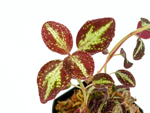 Plants By Genus - Q-S - Sonerila - GLASS BOX TROPICALS