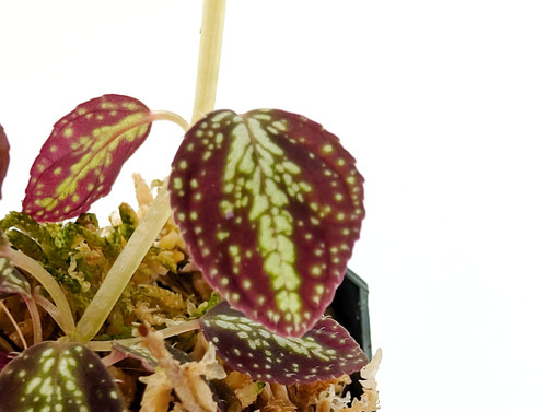 Sonerila sp. Trailing Shooting Star