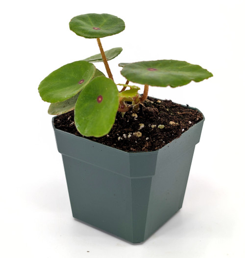 Begonia conchifolia Begonia conchifolia