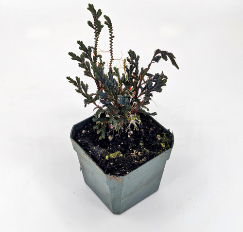 Selaginella erythropus