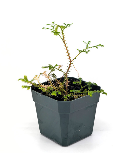 Selaginella sp. TSJAN202408 Selaginella sp. TSJAN202408