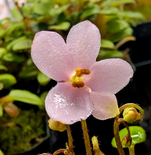 Saintpaulia 'Senk's Fruit Fly'