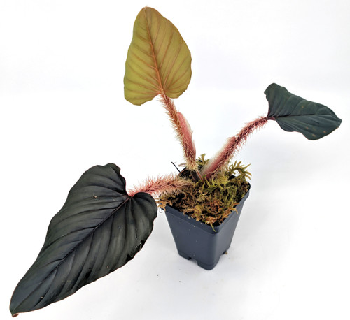Philodendron serpens