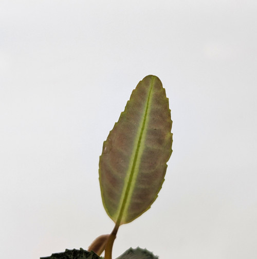 Labisia pumila Pink Labisia pumila Pink