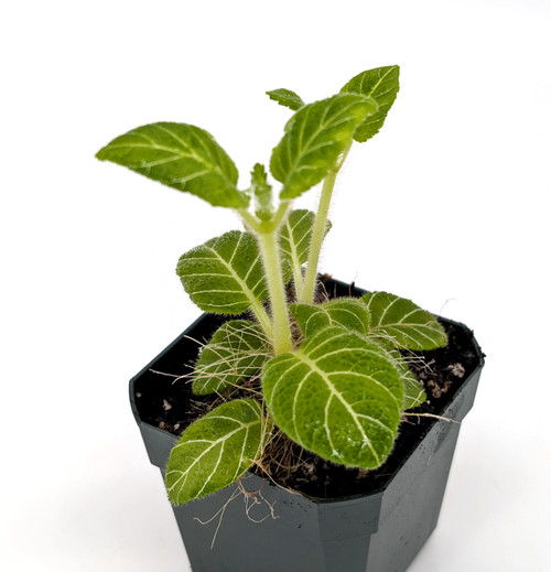 Plants By Genus - O-P - Pearcea - GLASS BOX TROPICALS