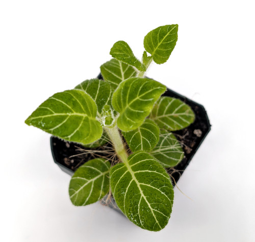 Plants By Genus - O-P - Pearcea - GLASS BOX TROPICALS