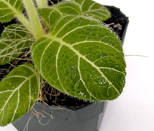 Pearcea hypocyrtiflora 'Green' Pearcea hypocyrtiflora 'Green'