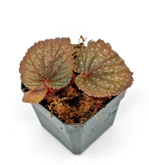 Begonia ocellata Begonia ocellata