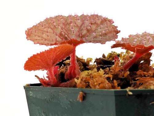 Begonia ocellata Begonia ocellata