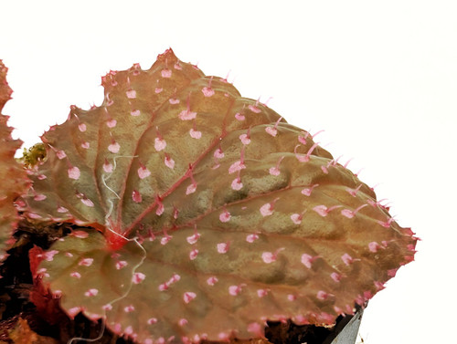 Begonia ocellata Begonia ocellata