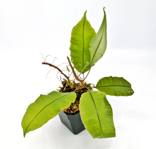 Diastema sp. - GLASS BOX TROPICALS