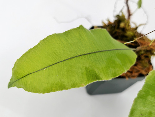 Oleandra sp. Oleandra sp.