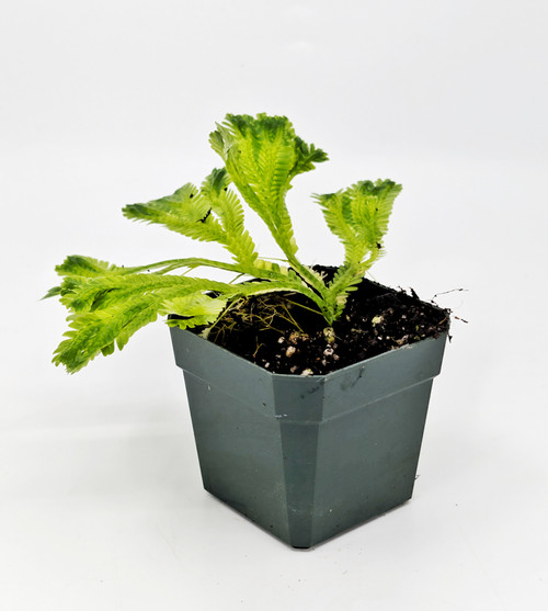 Selaginella sp. South Sumatra