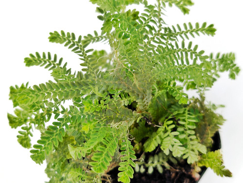 Selaginella sp. Thailand Selaginella sp. Thailand
